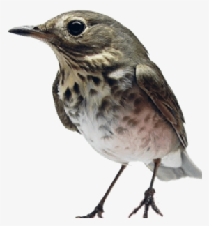 Free Png Birds Png Images Transparent - Bird In The Hand #1706148