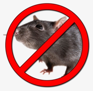 Desratización - Prohibido Ratas Png #1706766