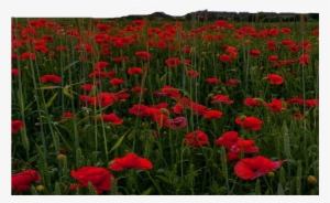 Flower Farm Png Free By Theartist100 On Deviantart - Clip Art #1707309