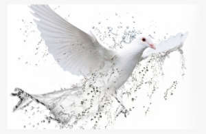 New Testament Christian Church Charleston Dove White - Pomba Do Espirito Santo Iurd #1708104