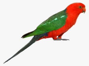 Parakeet Drawing Bird Australian - Australian King Parrot Png #1710249