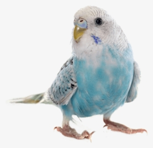Parakeet-png - Pet Bird #1710446