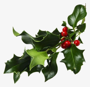 When Christianity Became Widespread In Europe After - Mistletoe Png #1710637