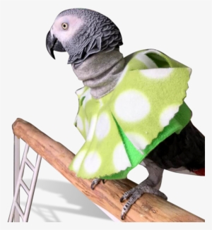 Parrot Poncho For Feather Picking Help - Poncho For Birds #1710837