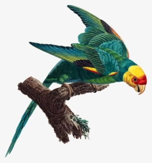 Medium Image - Carolina Parakeet #1710891