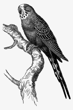 Digital Bird Downloads - Digital Stamp #1711117