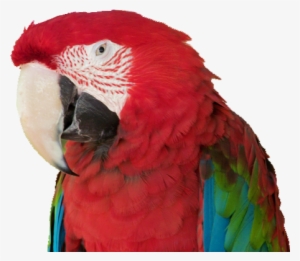 Exotic-parrot - Parrot #1711230