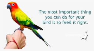 Find Local Resellers - Macaw #1711335