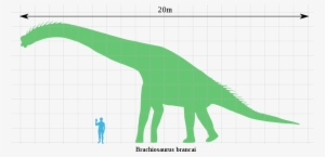 Archivo - Brachiosaurus Scale - Svg - Brachiosaurus Scale #1712085