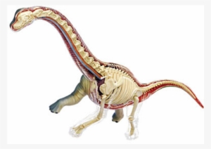 Brachiosaurus Anatomy Model - Brachiosaurus #1712355