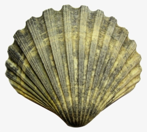 Sea Shell Png #1712643