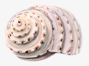 This Graphics Is Hand Painted Beach Shell Png Transparent - Bath And Body Work Waikiki Beach Coconut 3 Wick Candle #1712649