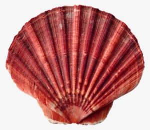 Sea Shells Transparent - Shell Of Animals #1712694