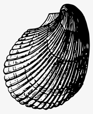 Sea Shell - Black Sea Shells Png #1712927