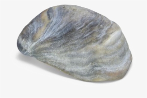 Seashell Download Transparent Png Image - Portable Network Graphics #1712929
