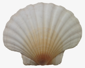 Seashell Png - Ракушка Фотошоп #1712959