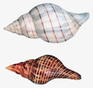 Transparent Sea Snails Shells Png Picture - Seashell Background Transparent Kids #1712981