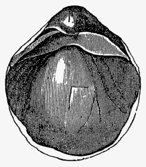 Digital Sea Shell Downloads - Circle #1712987