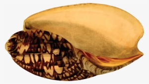 Free Clipart Of A Sea Shell - Caracoles De Mar En Homecenter #1713052