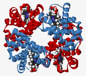 Haemoglobin 3d Ribbons - Haemoglobin 3d Structure #1713835