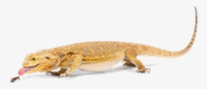 Svg Freeuse Download Wallpaper Full Wallpapers The - Central Bearded Dragon #1715264