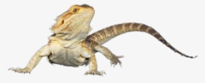 Bearded Dragon - Agama #1715316