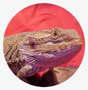 Bearded Dragon Care Info Pet Bearded Dragon Care & - Bearded Dragon Co Logo #1715333