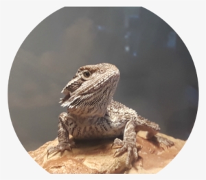 Western Fence Lizard #1715414