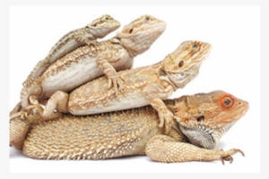Stages Of A Bearded Dragon #1715420