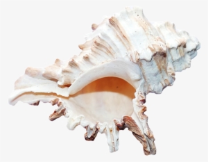 Ocean Shell #1715523