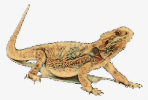 Beardeddragon Sticker - Dragon #1715695