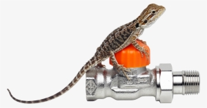 Our Bearded Dragon - Iguana #1715835