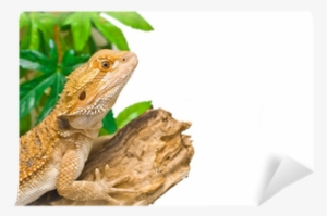Bearded Dragons #1716072