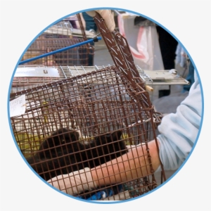 Set A Humane Trap - Merrimack River Feline Rescue #1716839