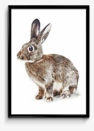 Water Color - Domestic Rabbit #1717678
