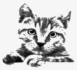 This Free Icons Png Design Of Cat Drawing #1717962