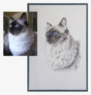 Original Cat Drawing - Product #1718114