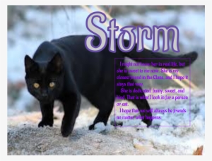 Untitled Drawing - Black Cat With Amber Eyes #1718138