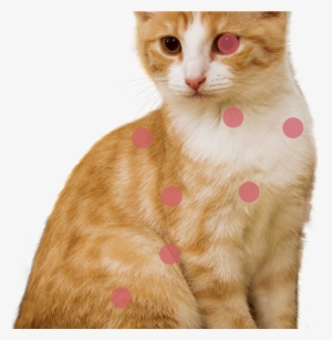 Cat Photo - Louis Vuitton Cruise 2019 Cat #1718256