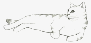 Cat Pencil Drawing - Drawing #1718731