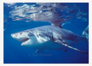 Great White Shark On Attack - Great White Shark On Attack Large Mug #1725209