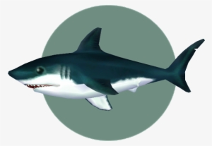 Graphic Transparent Library Image Shark City Folk Png - Shark Animal Crossing #1725508