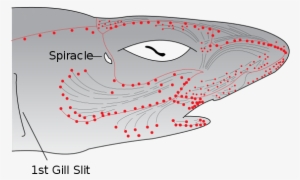 A Shark Starts Face-punching Their Arm, And Panic, - Ampullae Of Lorenzini Diagram #1725608