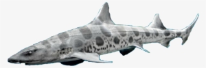 Dungeon Masters Only - Leopard Shark #1725631