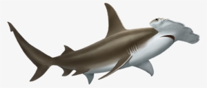 Hammerhead Shark #1725681