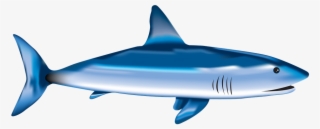 Fish, Shark, Sea, Underwater, Nature - Shark #1725720