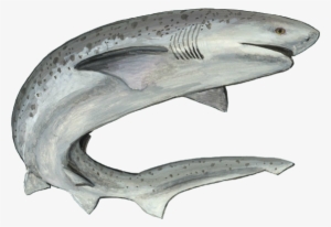 Dungeon Masters Only - Seven Gilled Shark Eating #1725840