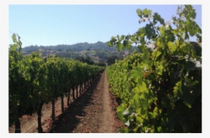 Michael-scott Wines - Wine #1726444