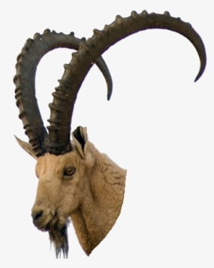 Sprite Glass Bottle Png - Stambecco Png #1728980