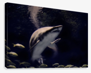 Shark Art - Great White Shark #1731757